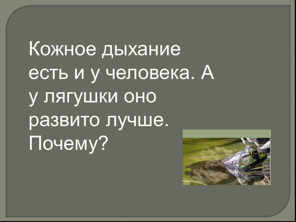 Дыхание кожей. Кожное дыхание. Кожное дыхание у животных. Какие животные дышат кожей. Кожное дыхание у человека.