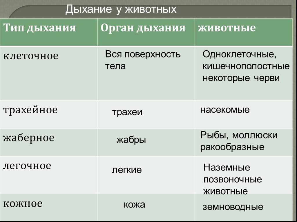 Презентация 6 класс биология дыхание