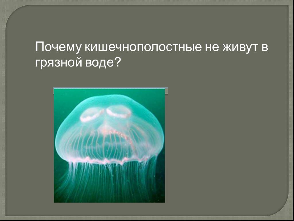 Дыхание животных 6 класс биология. Кишечнополостные обитают в. Кишечнополостные дышат. Дыхание животных презентация 6 класс. Почему Кишечнополостные не живут в грязной воде.