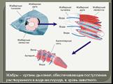 Жабры – органы дыхания, обеспечивающие поступление растворенного в воде кислорода, в кровь животного.