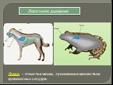 Легкие – ячеистые мешки, пронизанные множеством кровеносных сосудов.