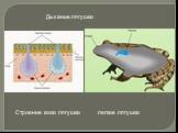 Строение кожи лягушки. легкие лягушки Дыхание лягушки