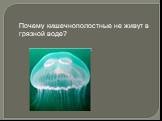 Почему кишечнополостные не живут в грязной воде?