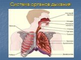 Система органов дыхания