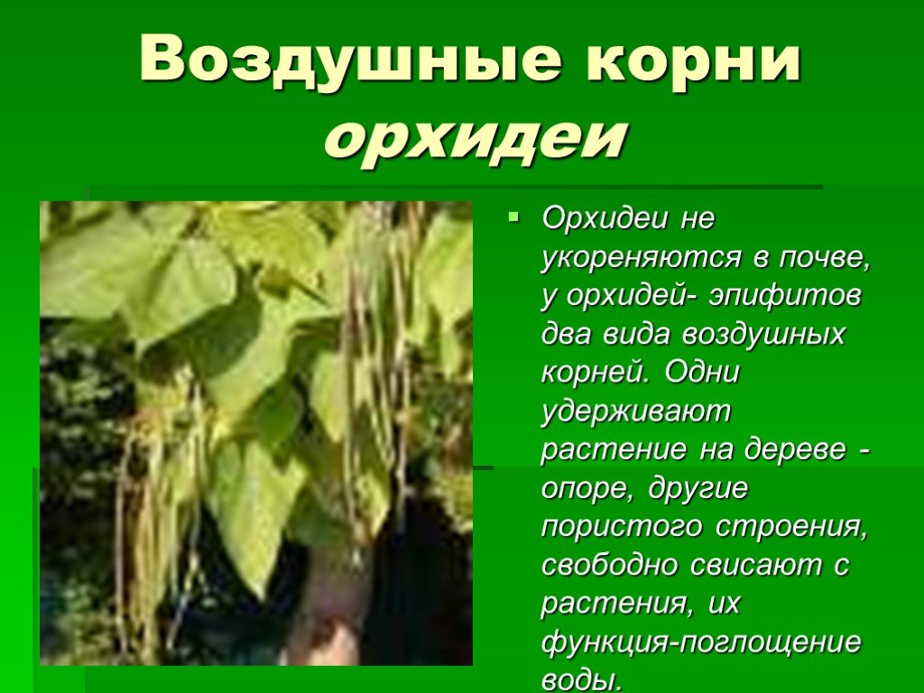 Воздушное питание корня. Воздушные корни. Растения с воздушными корнями.