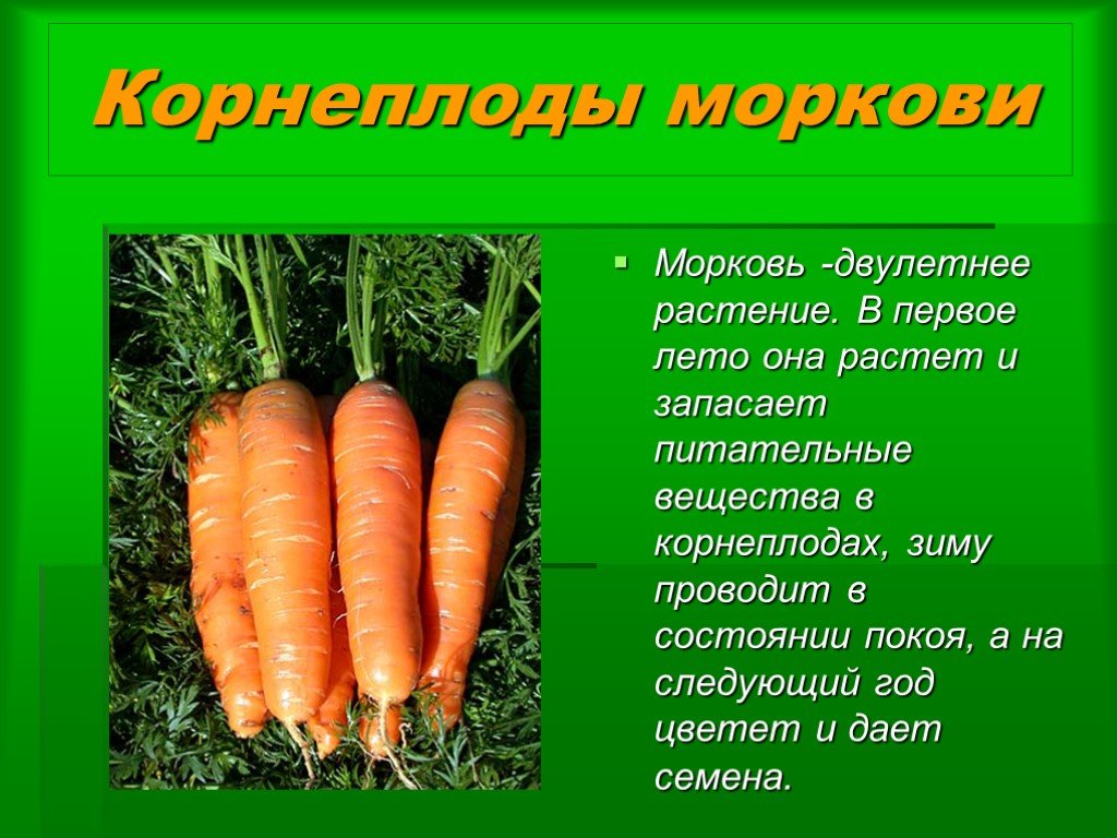 Масса выращенной моркови в 3 раза. Структуры моркови корнеплод растение. Морковь для презентации. Мамарковка презентация. Культурное растение морковь.
