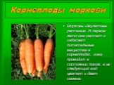Корнеплоды моркови. Морковь -двулетнее растение. В первое лето она растет и запасает питательные вещества в корнеплодах, зиму проводит в состоянии покоя, а на следующий год цветет и дает семена.