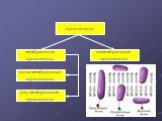 органоиды. мембранные органоиды. немембранные органоиды. одномембранные органоиды. двумембранные органоиды