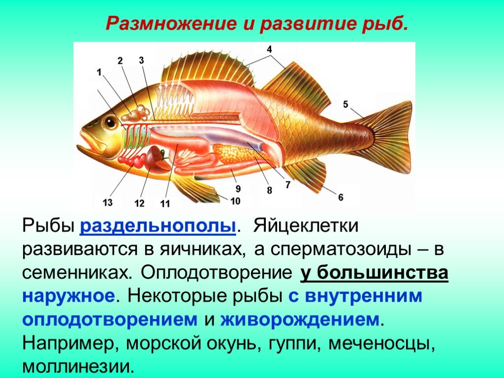 Внутреннее оплодотворение у хрящевых. Окунь морской Тип оплодотворения. Внутренне оплодотворение у рыб. Внутренние органы рыбы. Половая система рыб.