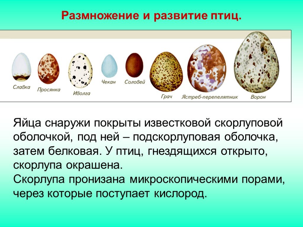 Размножение птиц презентация 7 класс. Размножение птиц 7 класс биология. Размножение птиц презентация. Развитие яйца у птиц. Яйца птиц покрыты.