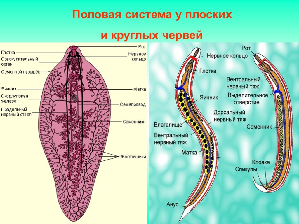Тело круглых червей разделено на. Половая система плоских червей 7 класс. Схема строения половой системы плоских червей. Схема строения половой системы круглых червей. Половая система у плоских червей кратко таблица.