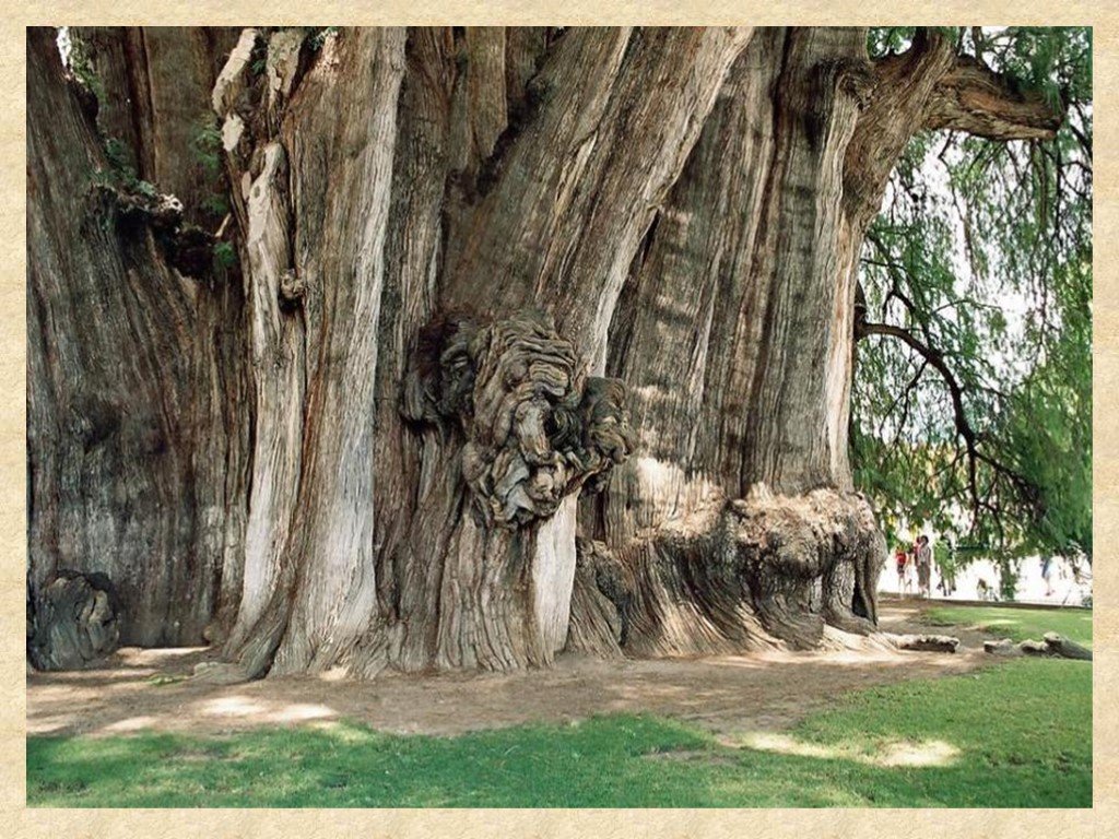 Недалеко росло дерево от дома 3 класс. Самое толстое дерево Туле. Самое толстое дерево в мире Туле. Дерево Туле Мексика. Самое толстое дерево в мире.