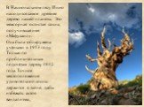 В Национальном лесу Инио находится самое древнее дерево нашей планеты. Это межгорная остистая сосна, получившая имя «Мафусаил». Она была обнаружена учёными в 1953 году. Только по приблизительным подсчётам дереву 4842 года. Точное местоположение удивительной сосны держится в тайне, дабы избежать акто