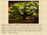 В Южной Каролине (США) произрастает 1500-летний дуб. Высота многовекового гиганта составляет двадцать метров, диаметр-2,7 метра. Последними владельцами земли, на которой растёт дуб, была семья Энджел, поэтому дерево получило название « Дуб Ангела».