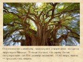 Оно относится к семейству таксодиумов и встречается только на территории Мексики. Учёные считают, что дереву более полутора тысяч лет. Его диаметр составляет 11,62 метра, высота — тридцать пять метров.