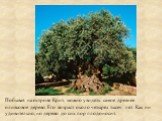Побывав на острове Крит, можно увидеть самое древнее оливковое дерево. Его возраст около четырёх тысяч лет. Как ни удивительно, но дерево до сих пор плодоносит.