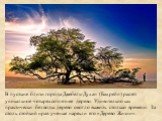 В пустыне близи города Джебель-Духан (Бахрейн) растёт уникальное четырёхсотлетнее дерево. Удивительно как практически без воды дерево смогло выжить столько времени. За столь стойкий нрав учёные нарекли его «Дерево Жизни».