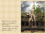 Древнейший храмовый дворец Ангкор-Ват в Камбодже и многовековые хлопковые деревья давно уже стали единым целым.