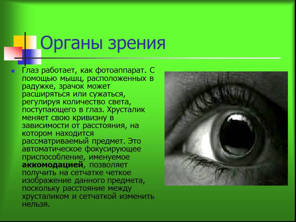 Доклад по физике на тему зрение. Доклад на тему глаз. Доклад на тему зрения. Сообщение на тему зрение. Сообщение о органе зрения.
