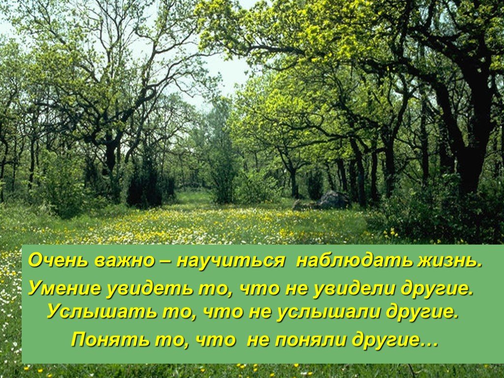 Расположиться на поляне. Поляна в лесу. Полянка в лесу. Весенняя Полянка. Изображение Поляны.