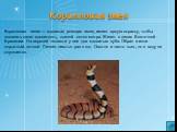 Коралловая змея. Коралловая змея — ядовитая роющая змея, имеет яркую окраску, чтобы показать свою ядовитость, длиной около метра. Живет в лесах Восточной Бразилии. На верхней челюсти у нее два ядовитых зуба. Образ жизни скрытный, ночной. Линяет шесть» раз в год. Охотно и часто пьет, но в воду не спу