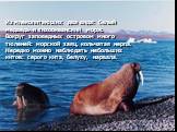 Из млекопитающих два вида: белый медведь и тихоокеанский морж. Вокруг заповедных островом много тюленей: морской заяц, кольчатая нерпа. Нередко можно наблюдать небольших китов: серого кита, белуху, нарвала.