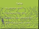Тайга. 1. Что называют тайгой? 2. Природные условия тайги. 3. Что общего у всех растений тайги? 4. Какие растения растут в тайге?
