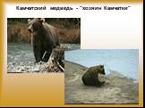 Камчатский медведь - "хозяин Камчатки"