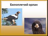 Белоплечий орлан