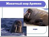 Животный мир Арктики. морж