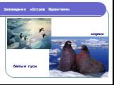 Заповедник «Остров Врангеля». белые гуси моржи