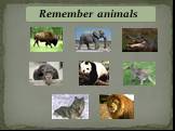 Remember animals