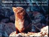Kaikoura - a place on the east coast of the South Island north of Christchurch, where you can observe sea lions.