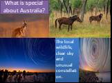 What is special about Australia? The local wildlife, clear sky and unusual constellation.