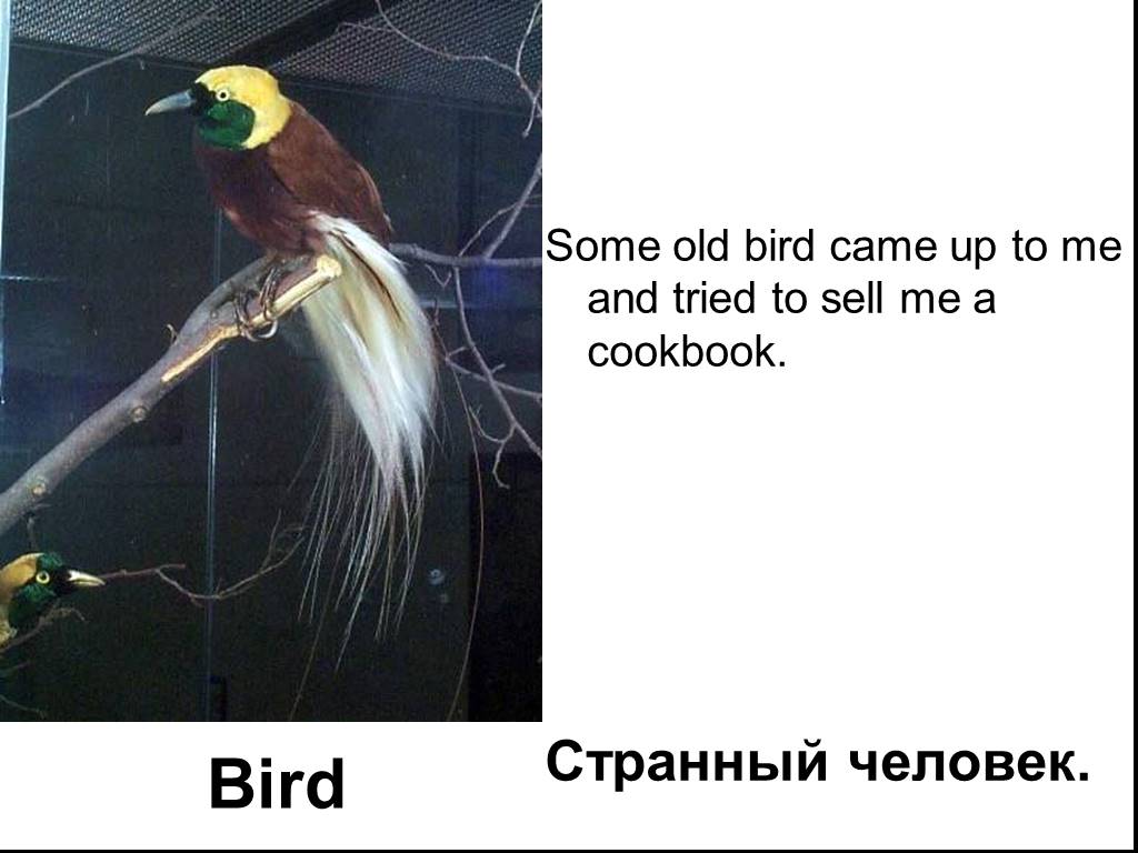 Old bird