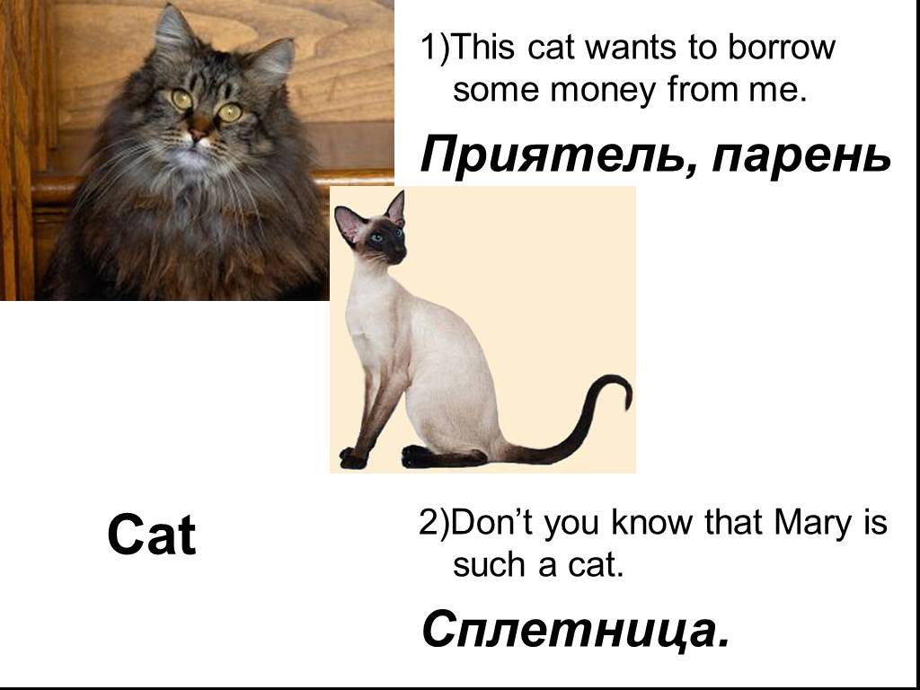 1 this is a cat. Кошка Сплетница. Сленг на английском кошки. This is a Cat перевод на русском. Borrow some money from.
