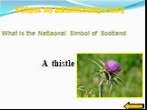 A thistle. What is the Natiaonal Simbol of Scotland
