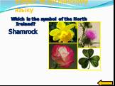 Which is the symbol of the North Ireland? Shamrock