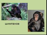 шимпанзе