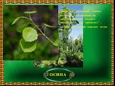 ОСИНА. Осина или «дрожащий тополь» получила своё название из древнелатинского языка и переводится, как “трепетать” – за игру листьев при порывах ветра.