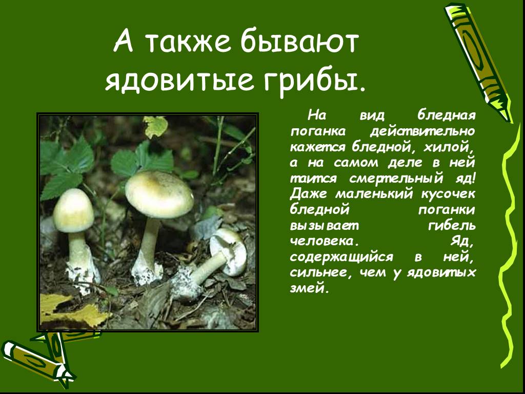 Подготовить сообщение о любых ядовитых грибах