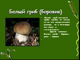 Белый гриб (боровик). Белый гриб считается царём грибов не только из-за его внушительного размера, но и благодаря его вкусу и питательности. Другое название белого гриба – боровик, реже – коровка.