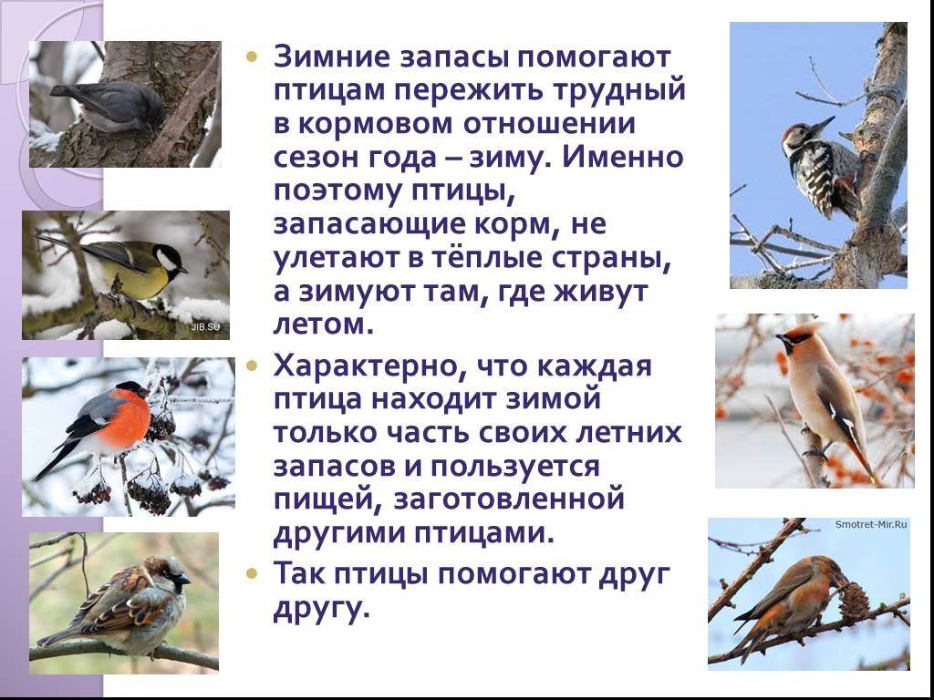 Образ жизни птиц леса. Зимующие птицы. Как зимуют птицы. Птицы зимой для детей. Зимующие птицы презентация.