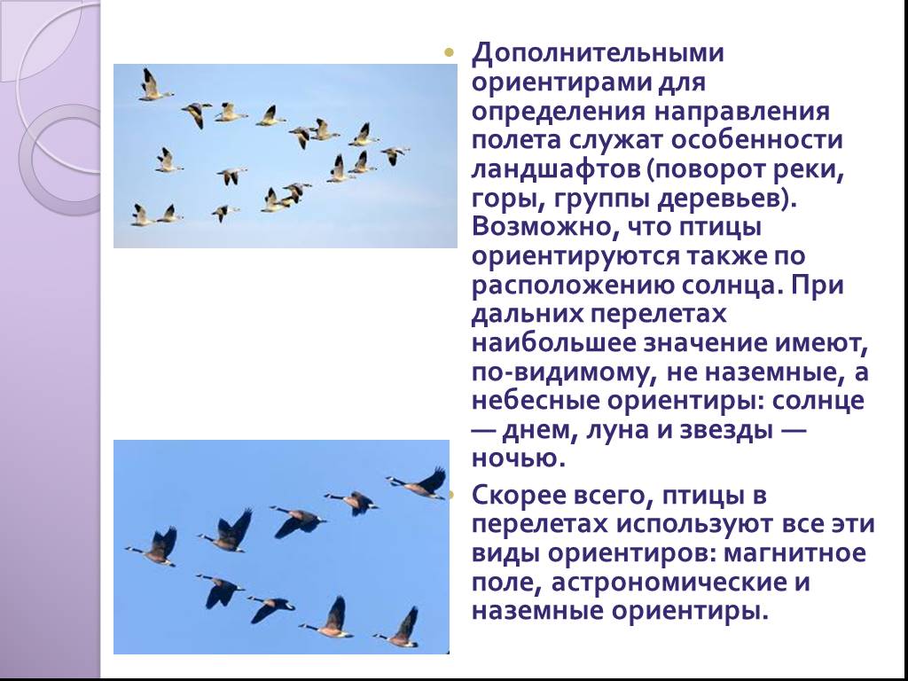 Почему перелетные птицы возвращаются весной. Ориентирование по птицам. Как перелетают птицы. Как летают перелетные птицы. Как ориентируются перелетные птицы.