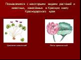 Познакомимся с некоторыми видами растений и животных, занесённых в Красную книгу Краснодарского края. Цикламен кавказский Лотос орехоносный