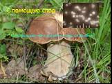 С помощью спор. С помощью чего размножаются грибы?