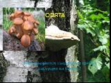 ОПЯТА. Как называются съедобные грибы, растущие на берёзе?