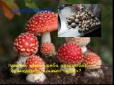ШАМПИНЬОН. Название какого гриба, в переводе с французского, означает «гриб»?