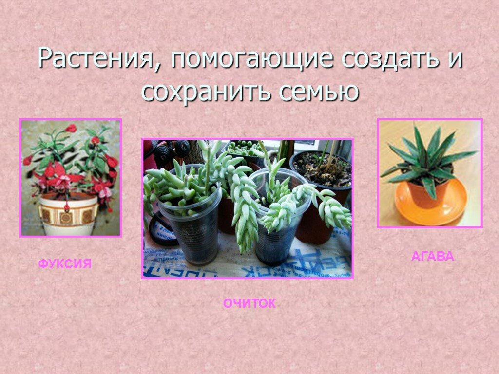 Чем вода помогает растениям. Комнатные растения 4 класс. Влияние комнатных растений на человека. Комнатные растения влияющие на здоровье человека. Презентация на тему влияние комнатных растений на здоровье человека.