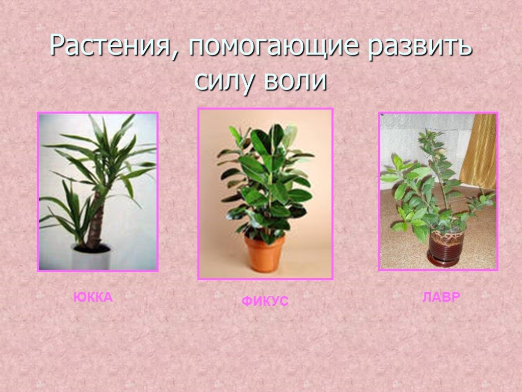 Чем вода помогает растениям. Комнатные растения влияющие на здоровье человека. Влияние комнатных растений на человека. Влияние человека на растения. Влияние цветов растений на человека.
